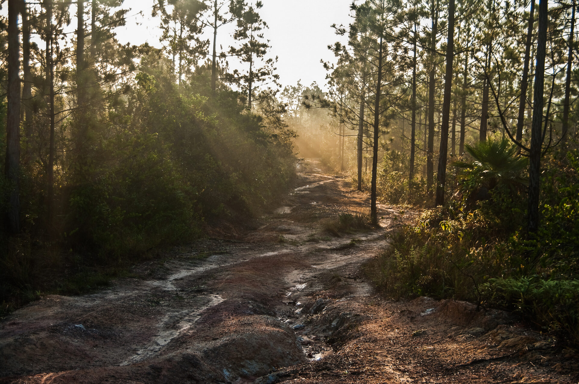 El valle y sus mogotes en neblina matinal con una luz tenua  anunciando el sol. I (Viñales)