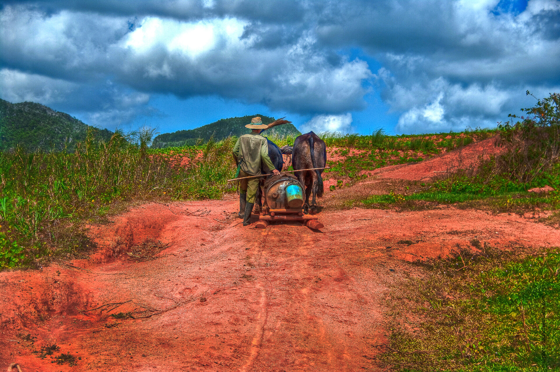 Arando hacia arriba  (Viñales)