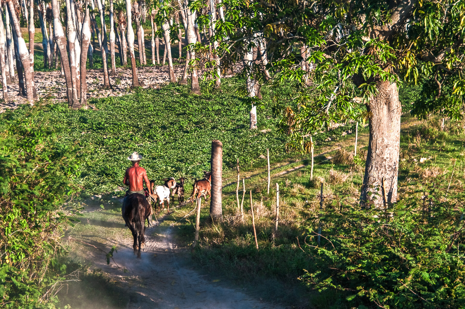 Con mis cabras    (Viñales)