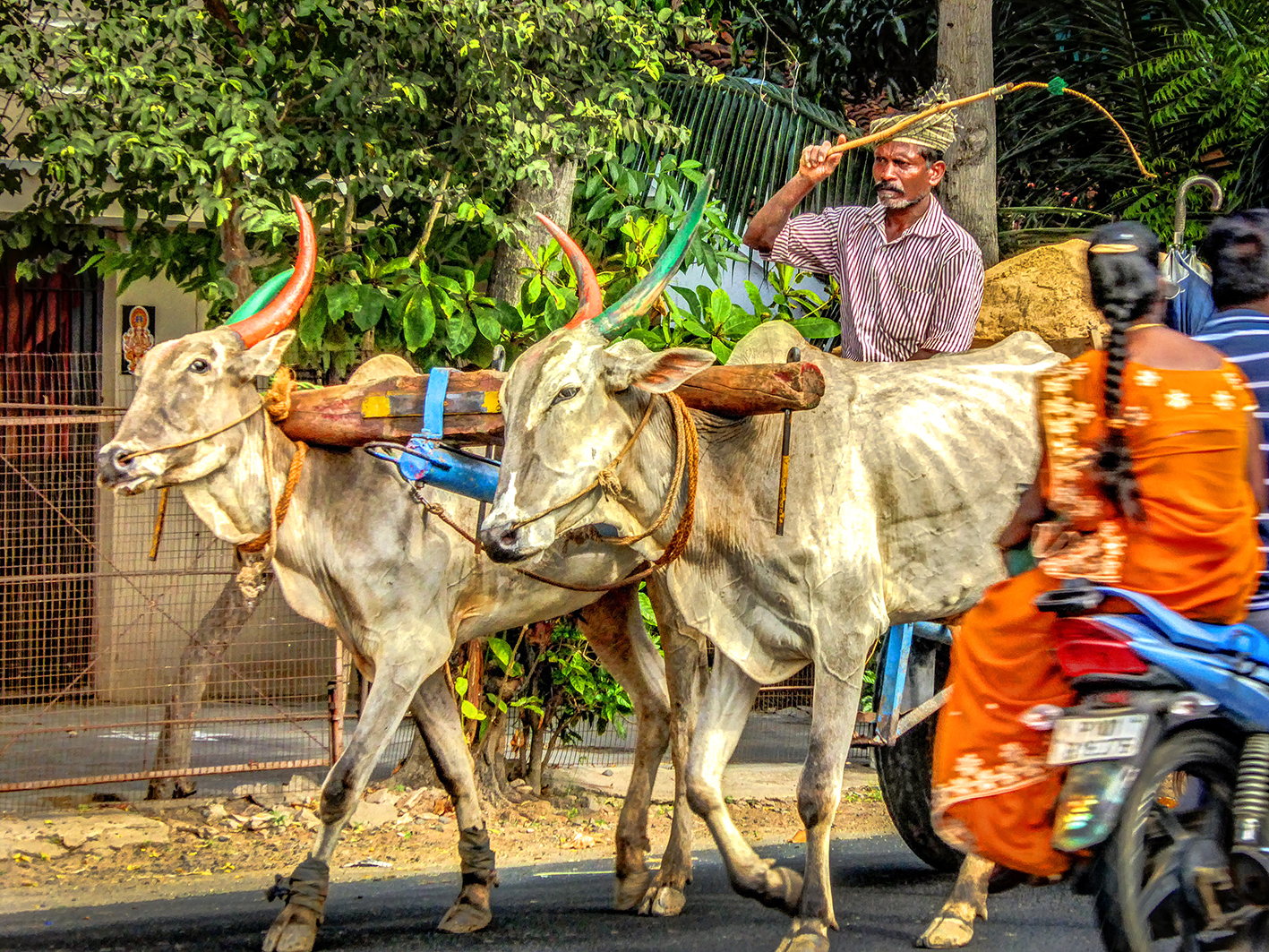 India P1060886_HDR