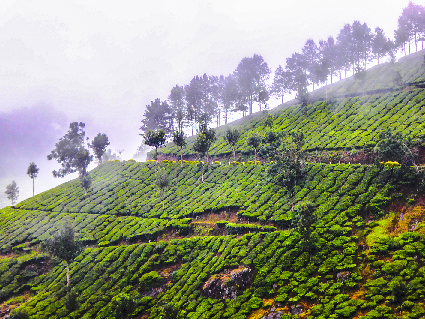 MUNNAR P1070220_HDR
